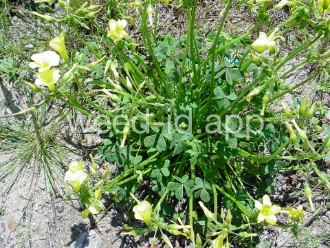 oxalis, buttercup